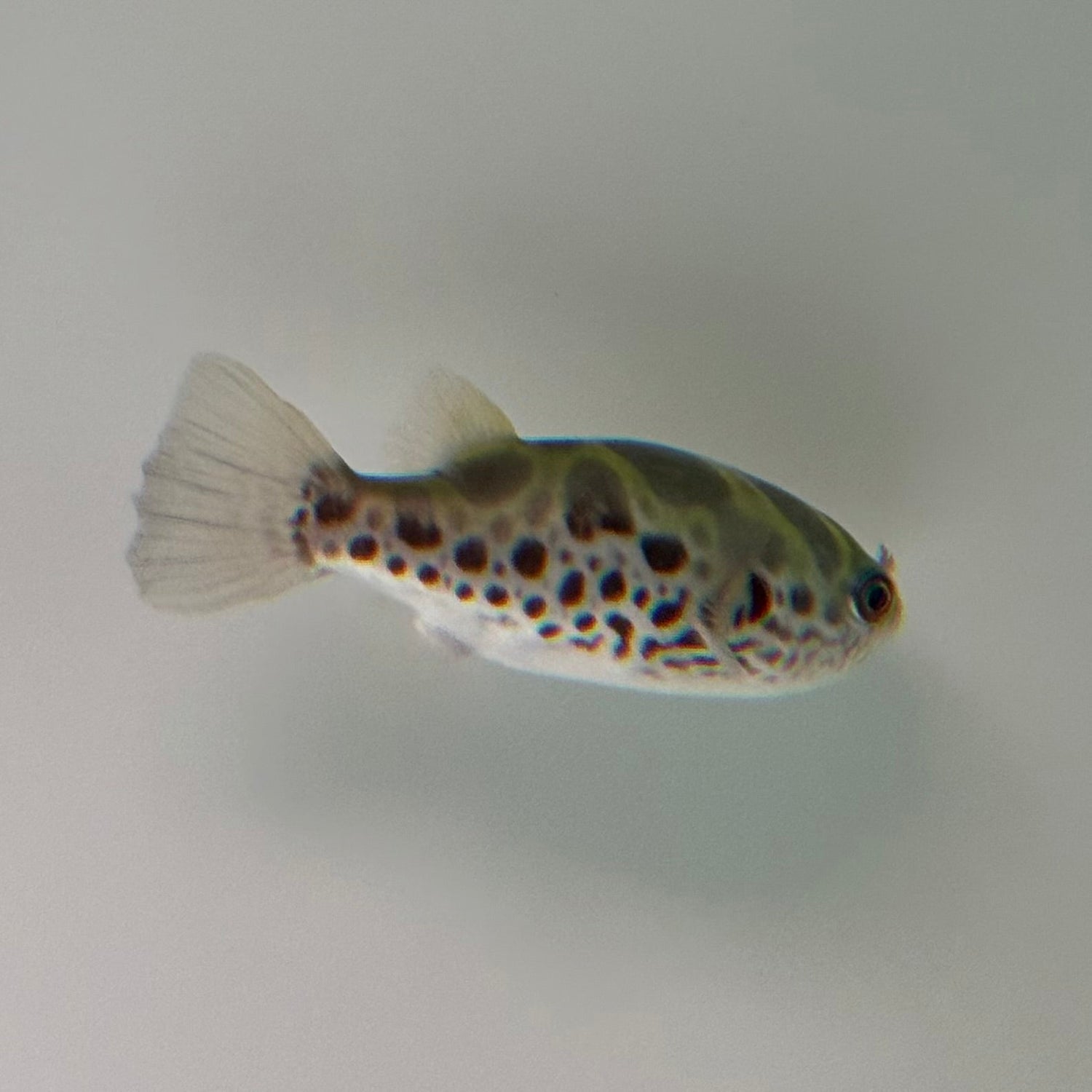 Ceylon Green Pufferfish - The Aquascape Shop