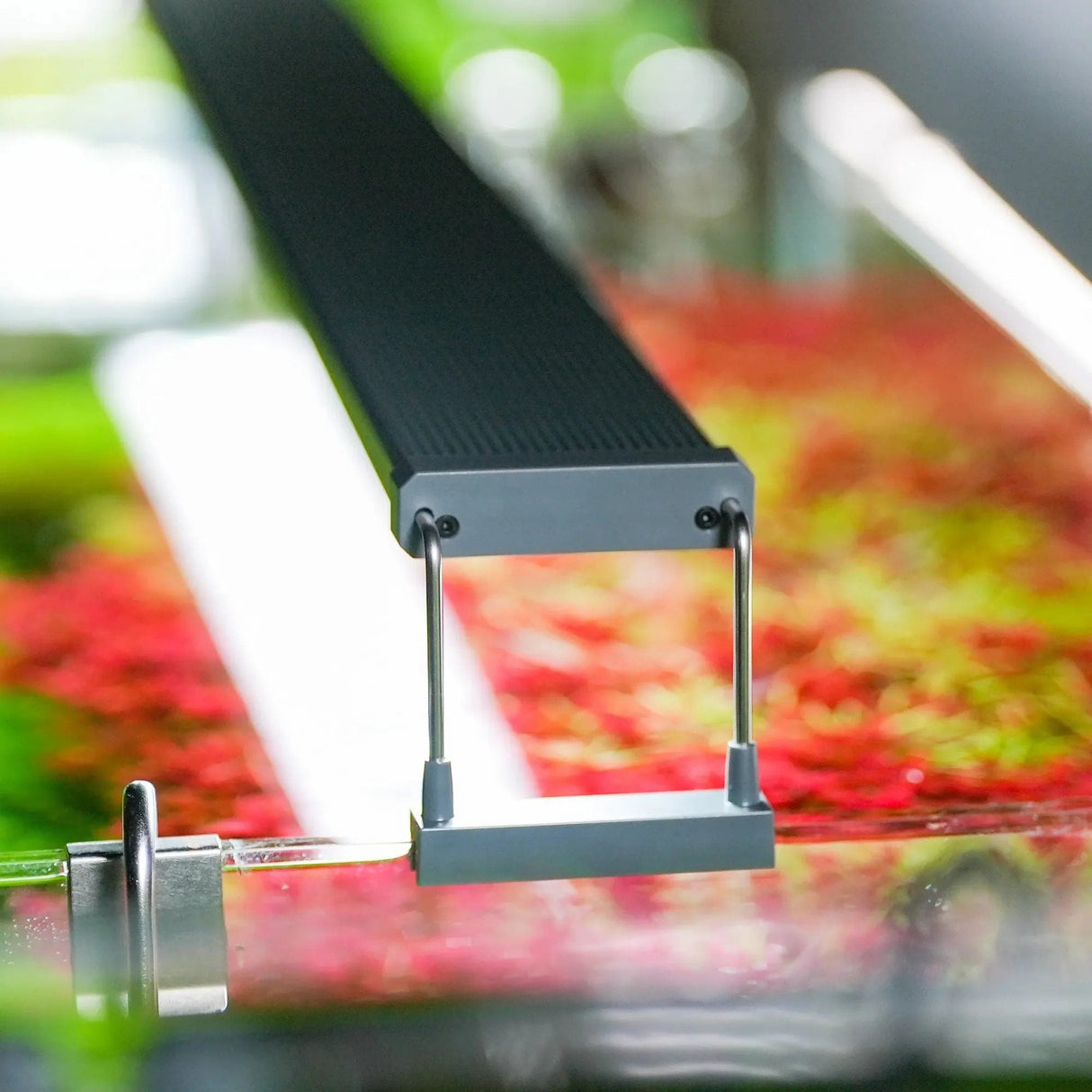 Chihiros B Series LED Aquarium Lighting - The Aquascape Shop