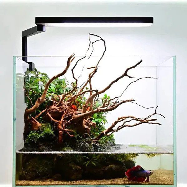 Chihiros CII White - The Aquascape Shop