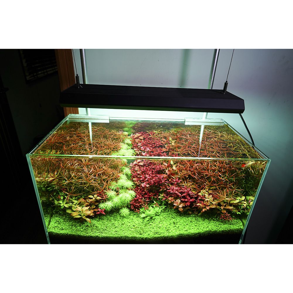 Chihiros RGB VIVIDII - The Aquascape Shop