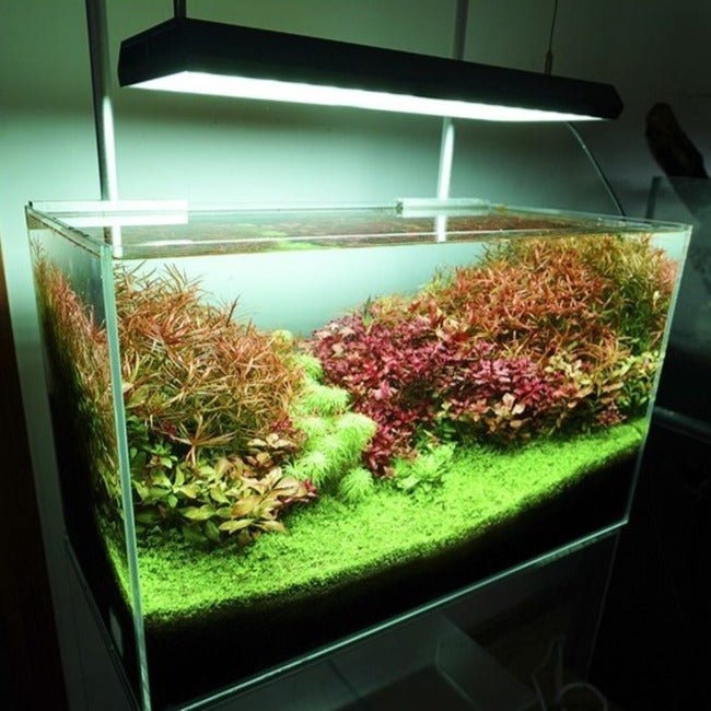 Chihiros RGB VIVIDII - The Aquascape Shop