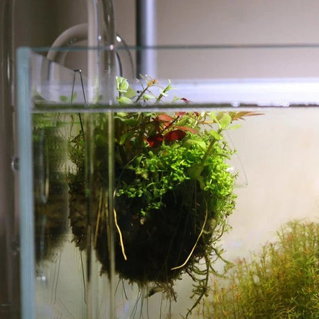 Chihiros Wabi - Kusa Hanger – Set of 3 - The Aquascape Shop