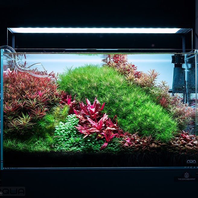 Chihiros WRGBII PRO LED - The Aquascape Shop