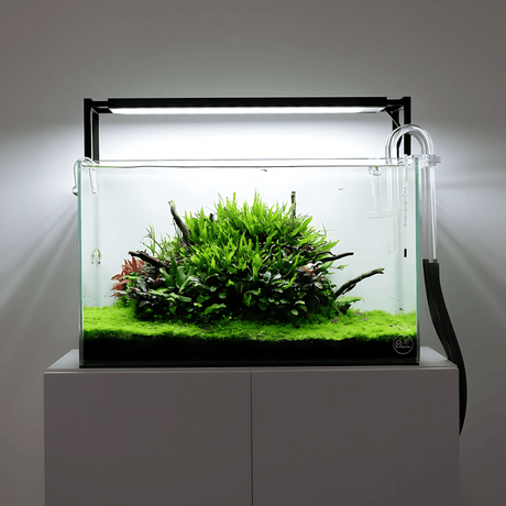 Chihiros WRGBII SLIM LED - The Aquascape Shop