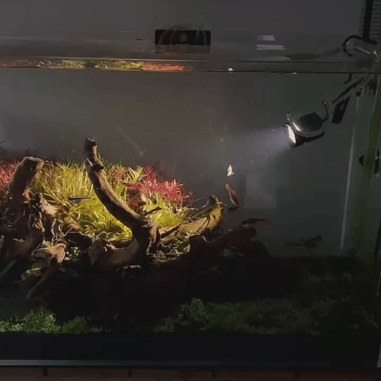 Chihiros Z Tiny LED Diving Edition - The Aquascape Shop