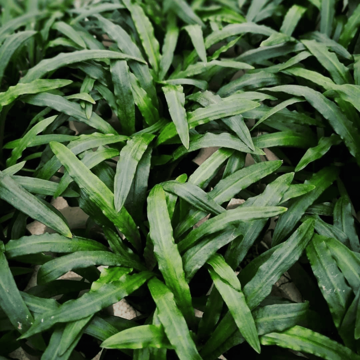 Cryptocoryne Albida Costata Tissue Culture (Aquascaping Essentials) - The Aquascape Shop
