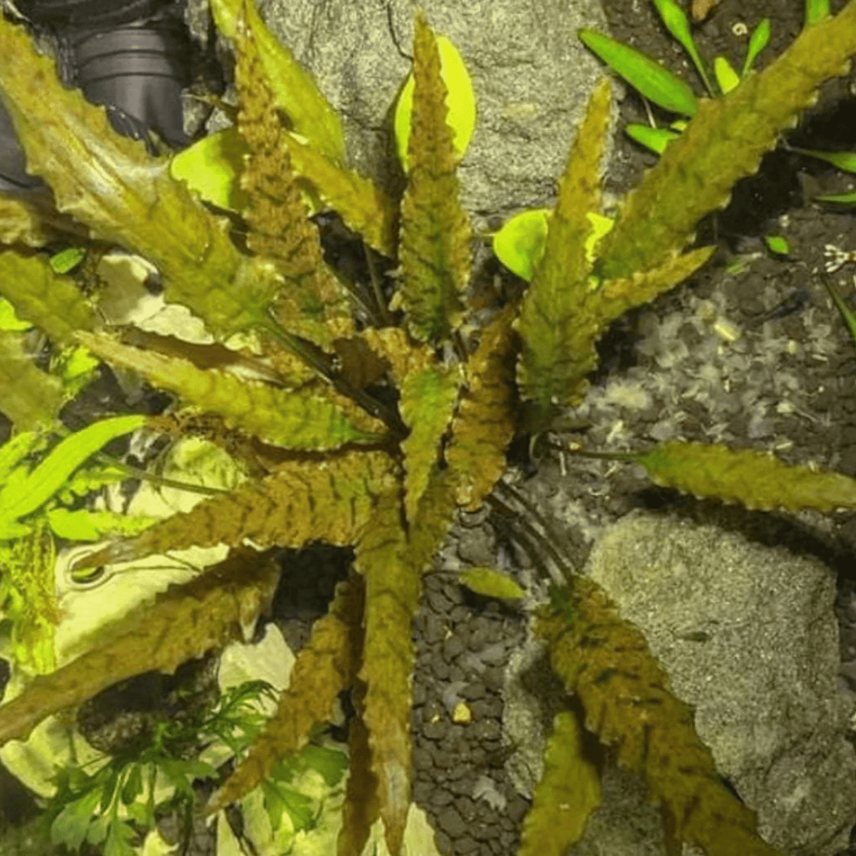 Cryptocoryne Axelrodii - The Aquascape Shop