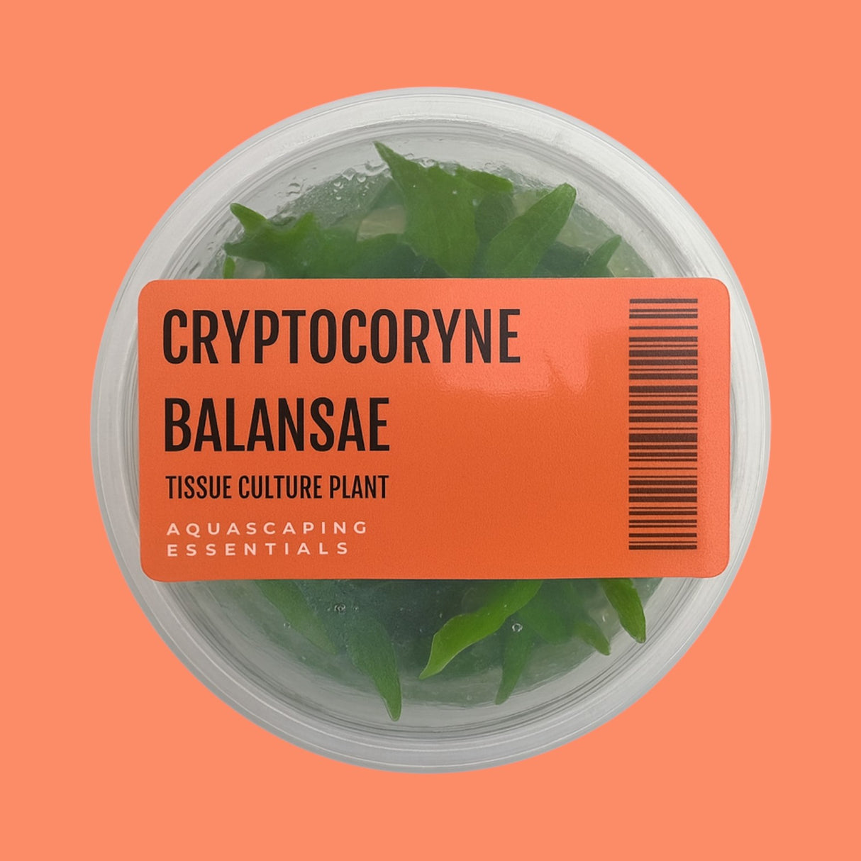 Aquascaping Essentials tissue culture cup of Cryptocoryne crispatula var. balansae, a background crypt