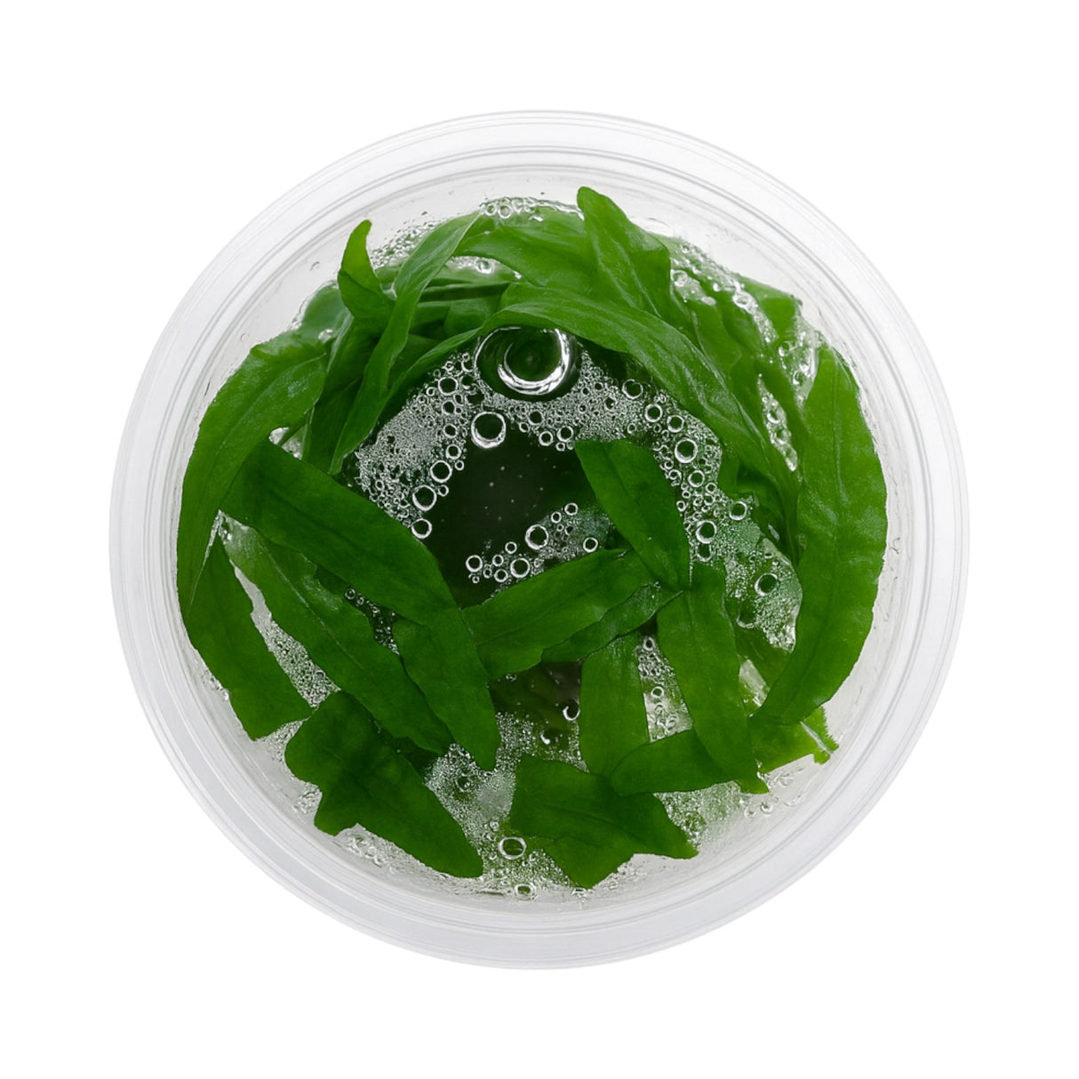 Top-down view of a Cryptocoryne balansae tissue culture cup, an easy background aquarium plant