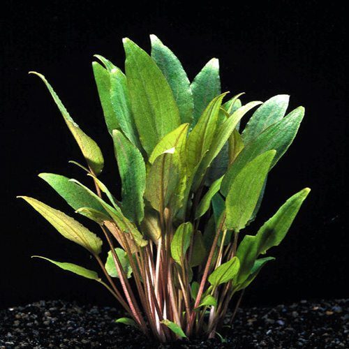 Cryptocoryne Beckettii 'Petchii' - The Aquascape Shop
