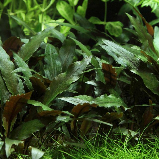 Cryptocoryne Beckettii 'Petchii' - The Aquascape Shop
