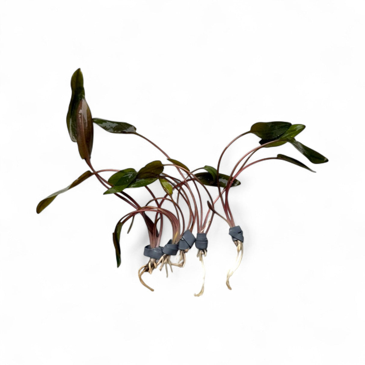 Cryptocoryne Beckettii 'Petchii' - The Aquascape Shop