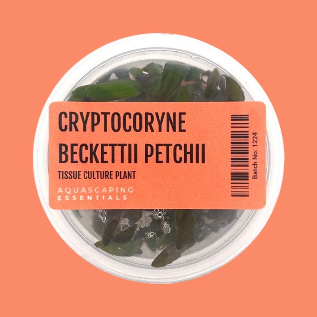 Cryptocoryne Beckettii 'Petchii' Tissue Culture (Aquascaping Essentials) - The Aquascape Shop