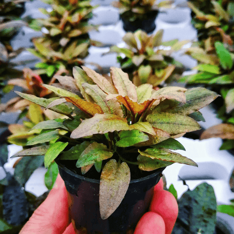 Cryptocoryne Beckettii 'Petchii' Tissue Culture (Aquascaping Essentials) - The Aquascape Shop