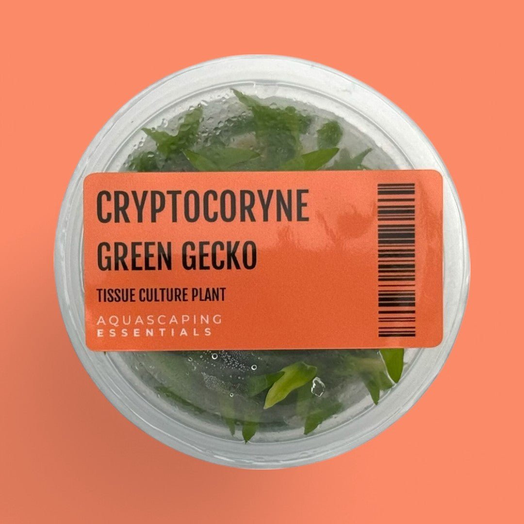 Cryptocoryne 'Green Gecko' Tissue Culture (Aquascaping Essentials) - The Aquascape Shop