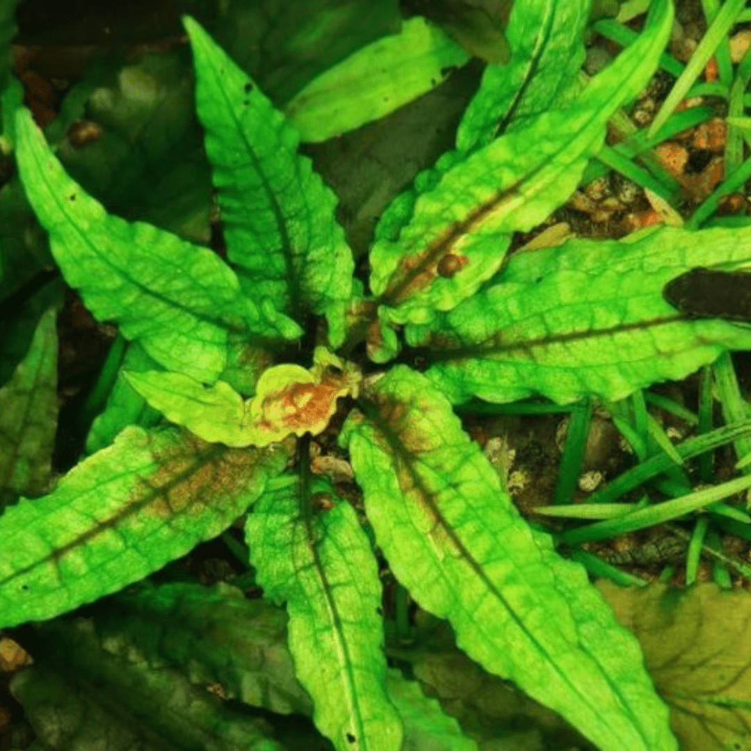 Cryptocoryne 'Green Gecko' Tissue Culture (Aquascaping Essentials) - The Aquascape Shop