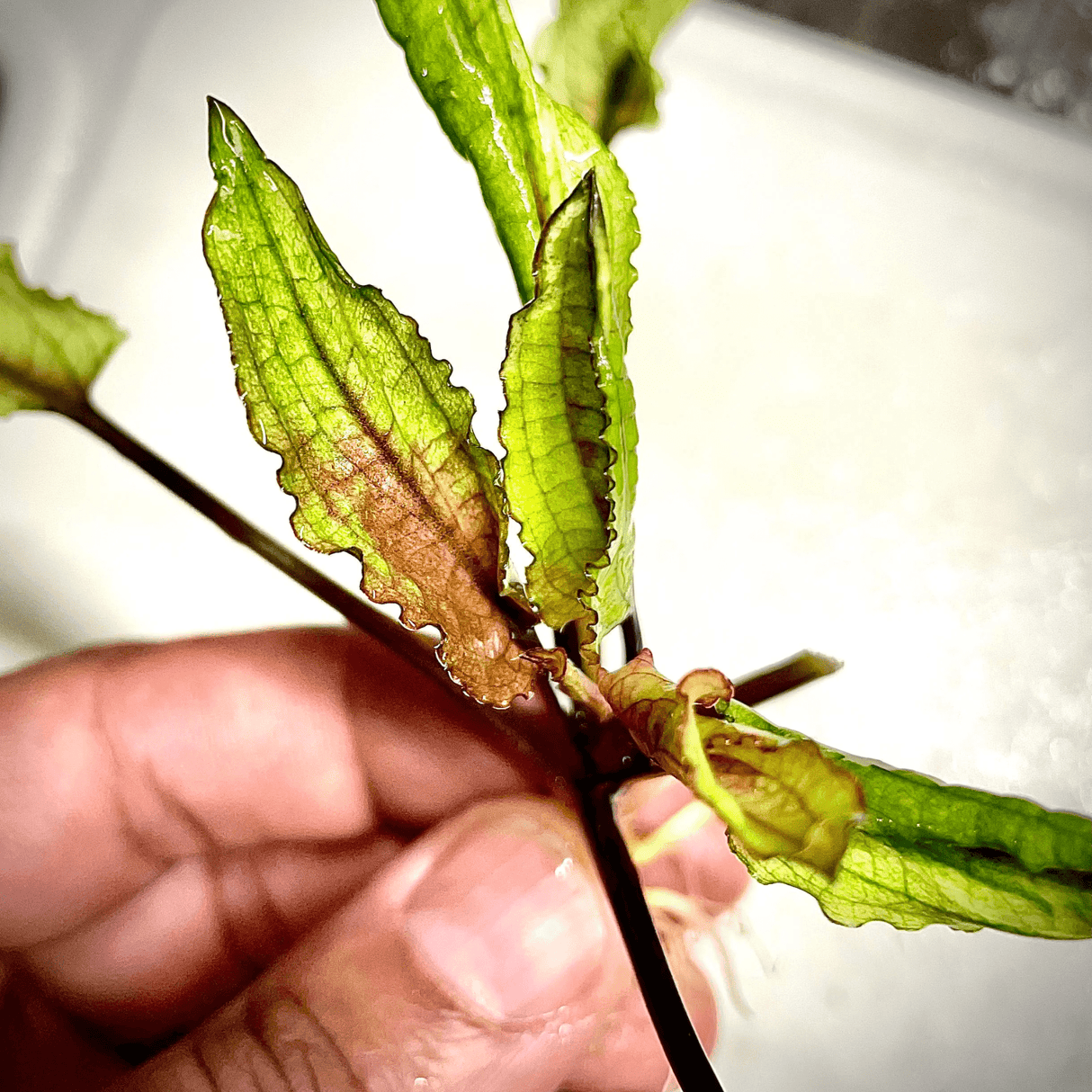 Cryptocoryne 'Green Gecko' Tissue Culture (Aquascaping Essentials) - The Aquascape Shop
