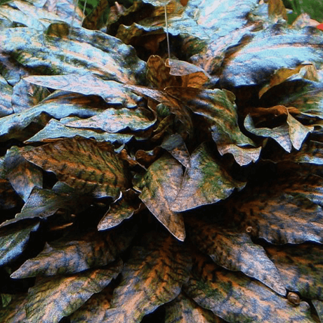 Cryptocoryne Nurii Tissue Culture (Aquascaping Essentials) - The Aquascape Shop