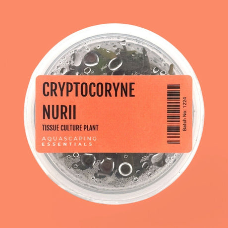 Cryptocoryne Nurii Tissue Culture (Aquascaping Essentials) - The Aquascape Shop