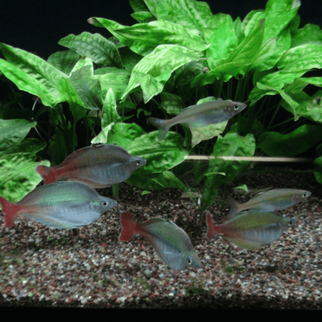 Cryptocoryne Pontederiifolia ‘Schott’ Tissue Culture (Aquascaping Essentials) - The Aquascape Shop