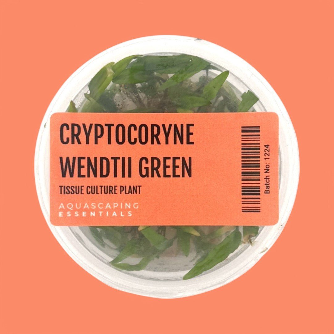 Cryptocoryne Wendtii 'Green Tissue Culture (Aquascaping Essentials) - The Aquascape Shop