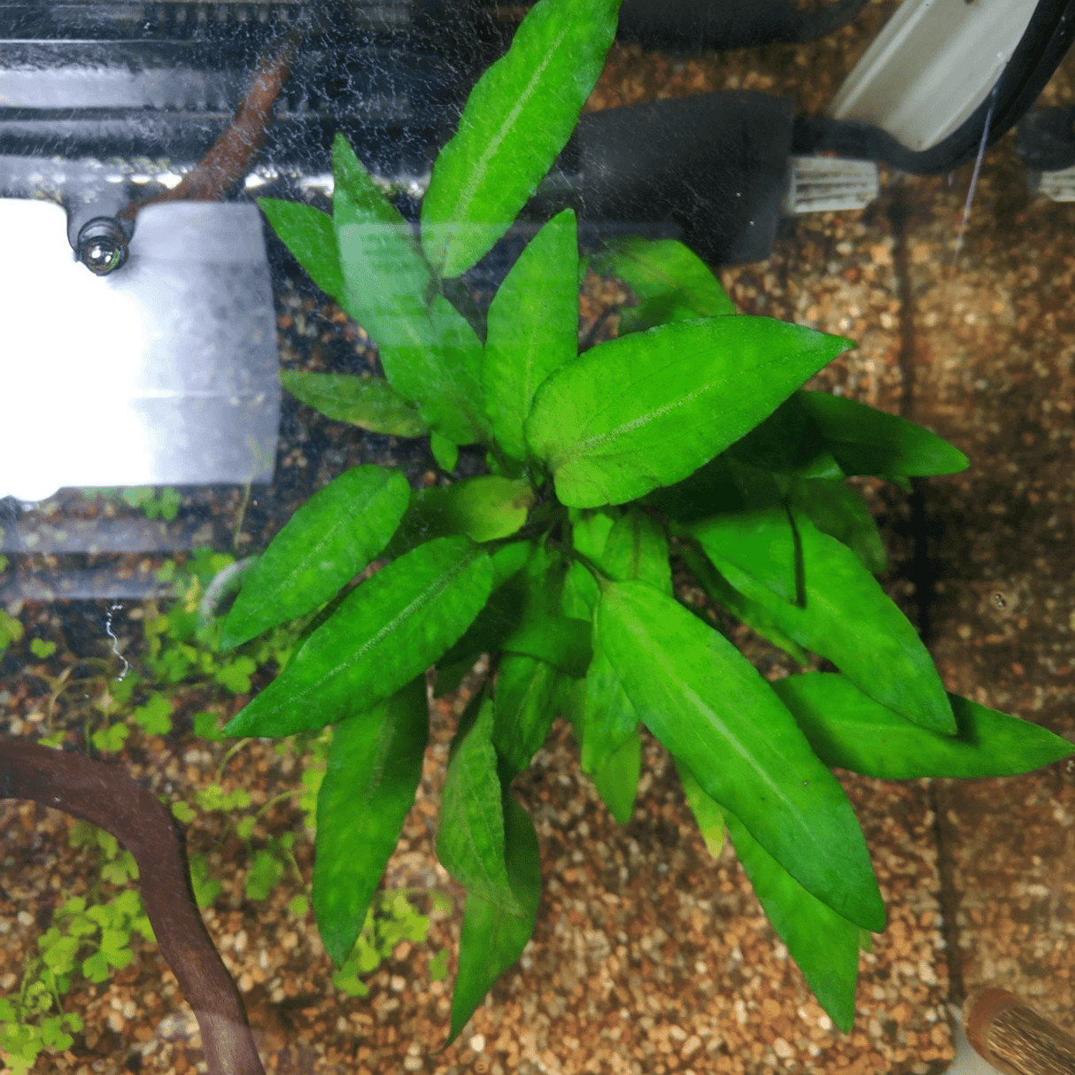 Cryptocoryne Wendtii 'Green Tissue Culture (Aquascaping Essentials) - The Aquascape Shop