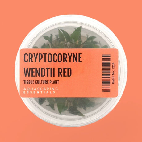 Cryptocoryne Wendtii Red Tissue Culture (Aquascaping Essentials) - The Aquascape Shop