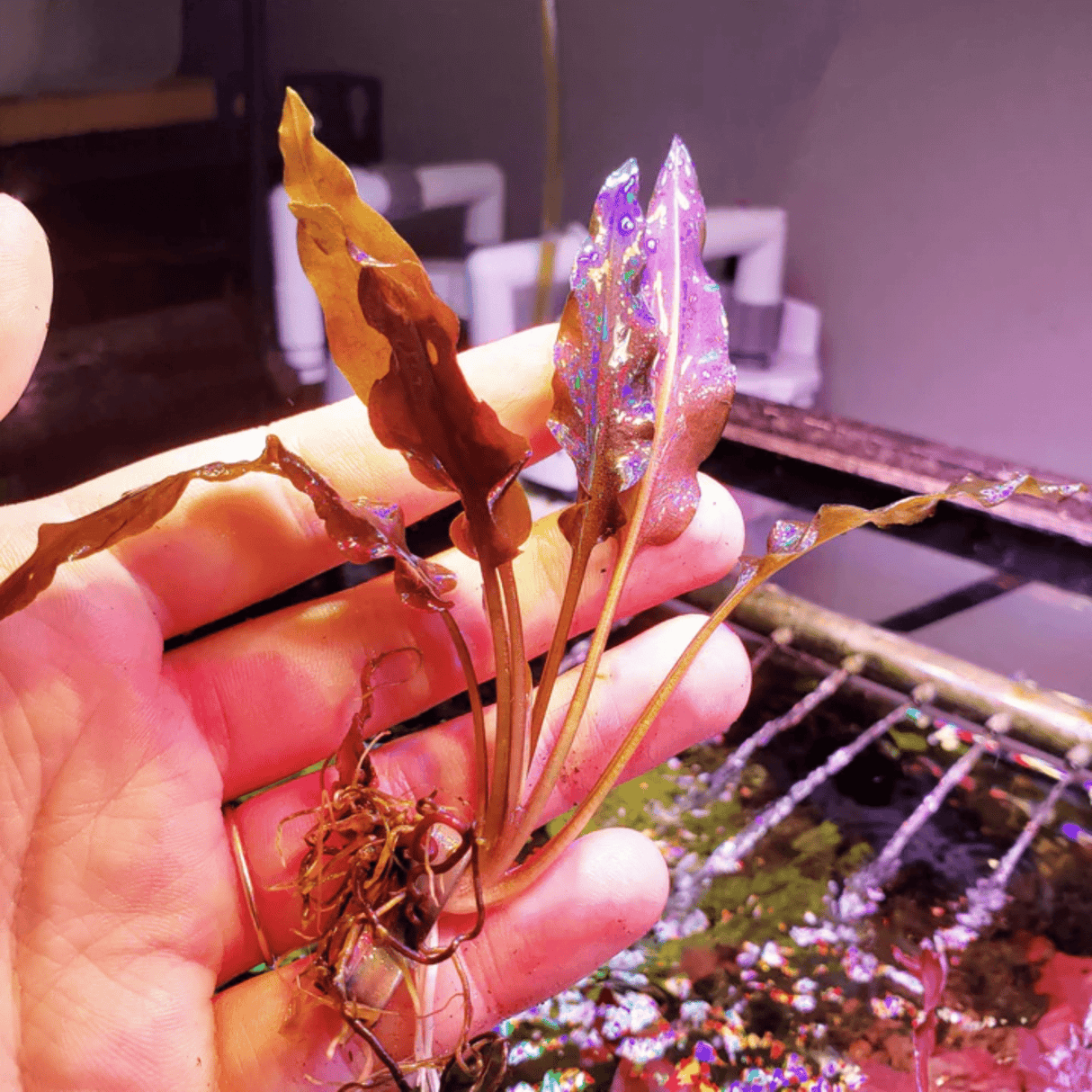 Cryptocoryne Wendtii Red Tissue Culture (Aquascaping Essentials) - The Aquascape Shop