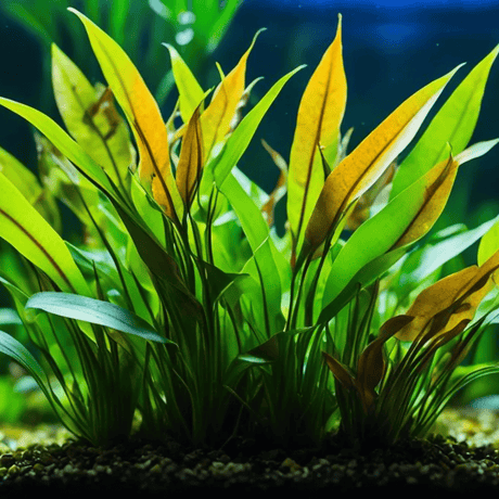 Cryptocoryne x Lucens Willisii - The Aquascape Shop