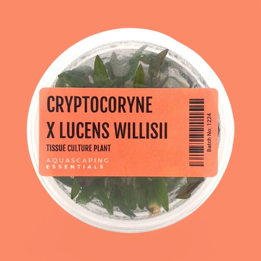 Cryptocoryne x Lucens Willisii Tissue Culture (Aquascaping Essentials) - The Aquascape Shop