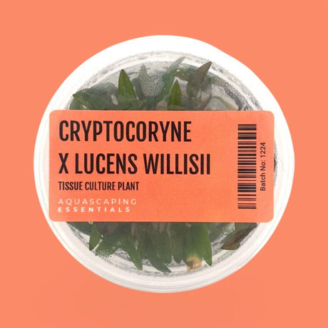 Cryptocoryne x Lucens Willisii Tissue Culture (Aquascaping Essentials) - The Aquascape Shop