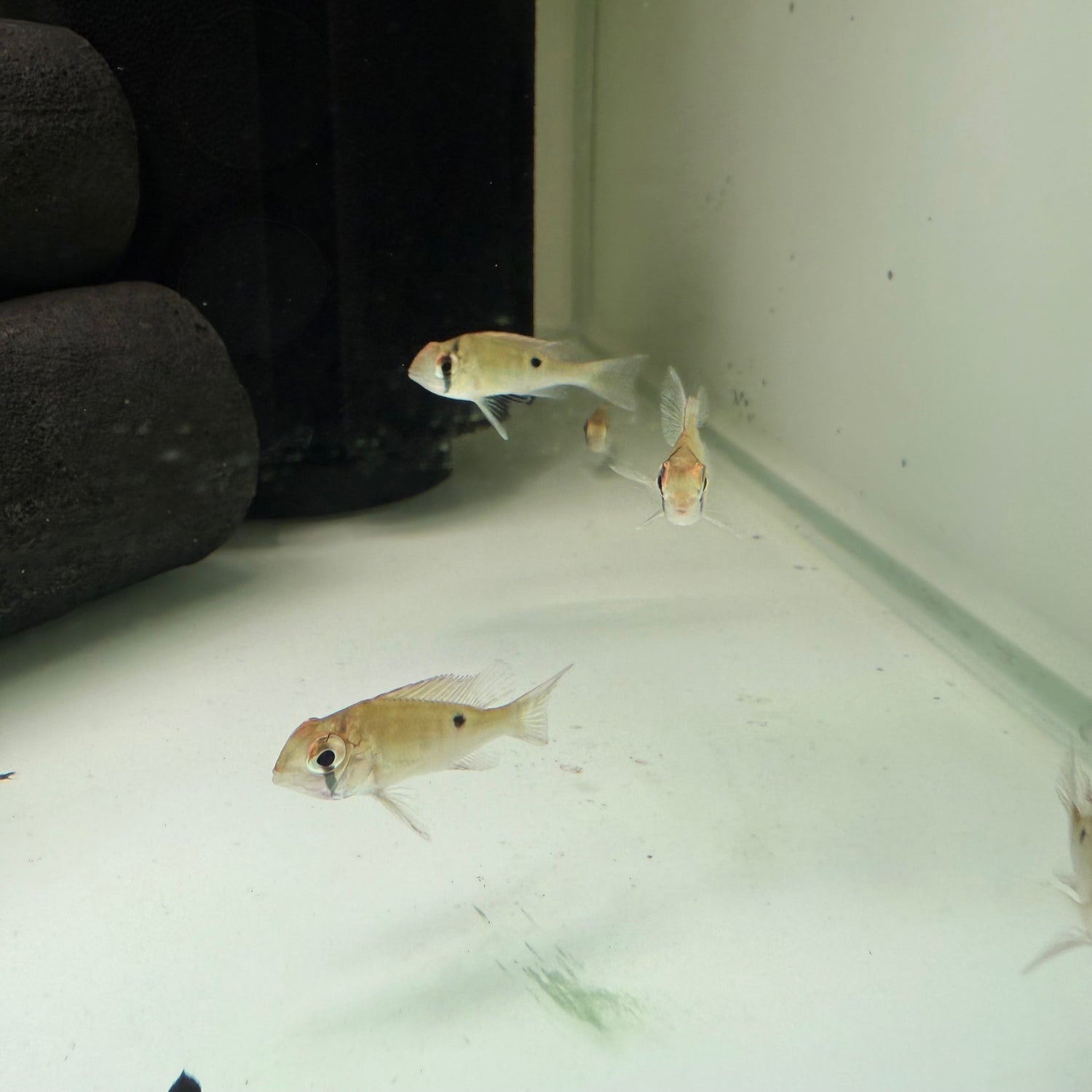 Cupid Cichlid - The Aquascape Shop