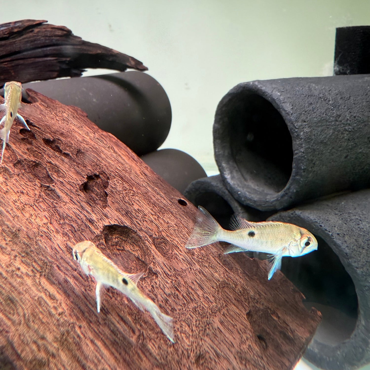 Cupid Cichlid - The Aquascape Shop
