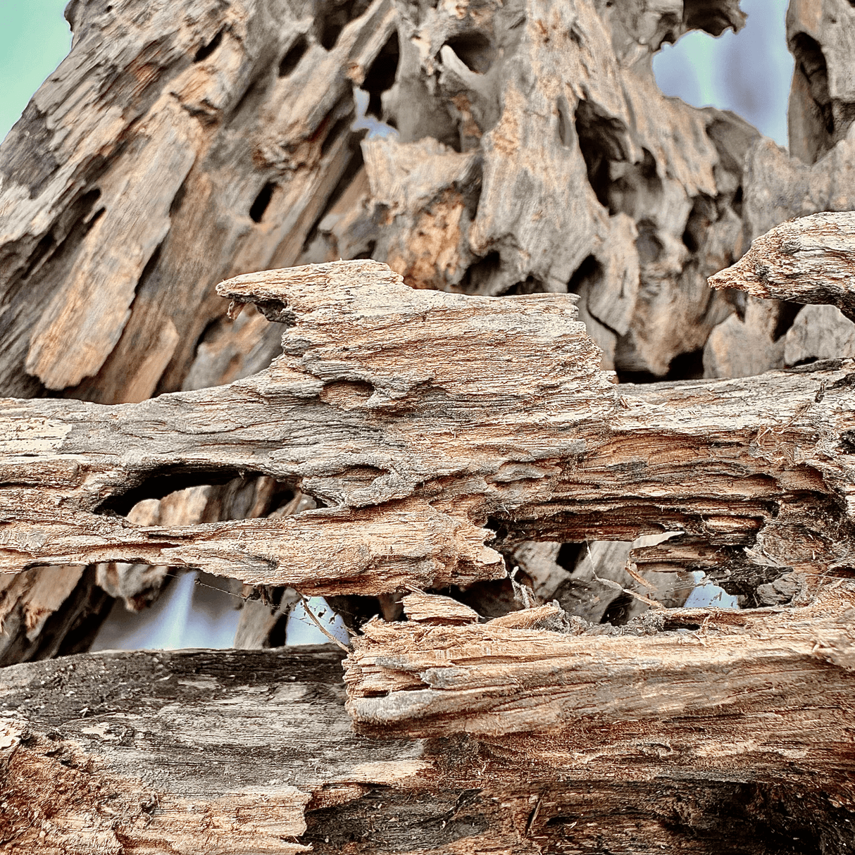 Dragon Driftwood - The Aquascape Shop