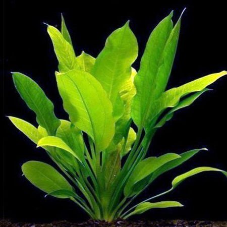 Echinodorus Argentinensis - The Aquascape Shop
