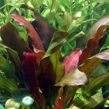 Echinodorus 'Barthii' (Osiris) - The Aquascape Shop