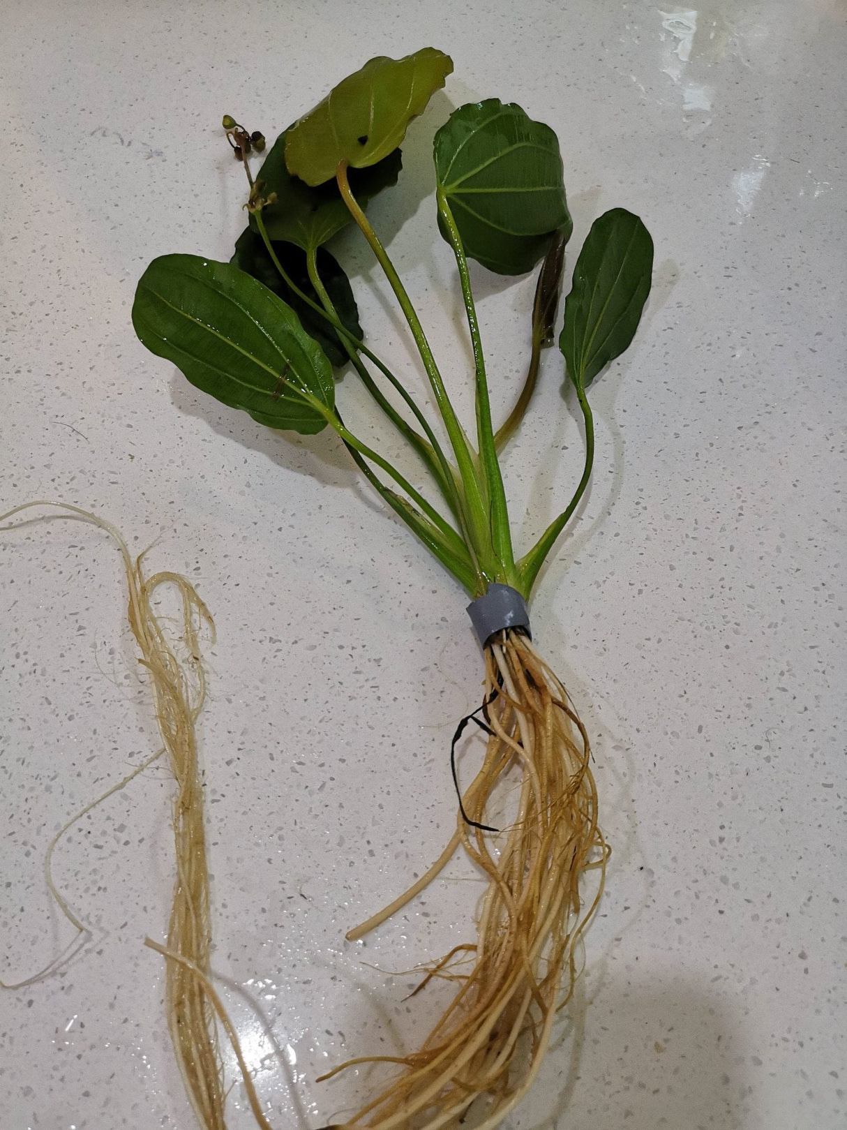 Echinodorus 'Barthii' (Osiris) - The Aquascape Shop