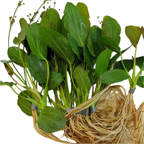 Echinodorus 'Barthii' (Osiris) - The Aquascape Shop