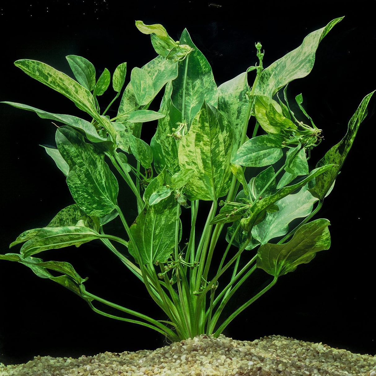 Echinodorus Cordifolius 'Marble Queen' (Rare) - The Aquascape Shop