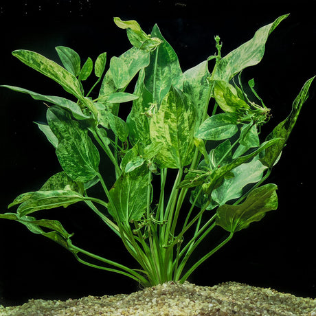 Echinodorus Cordifolius 'Marble Queen' (Rare) - The Aquascape Shop