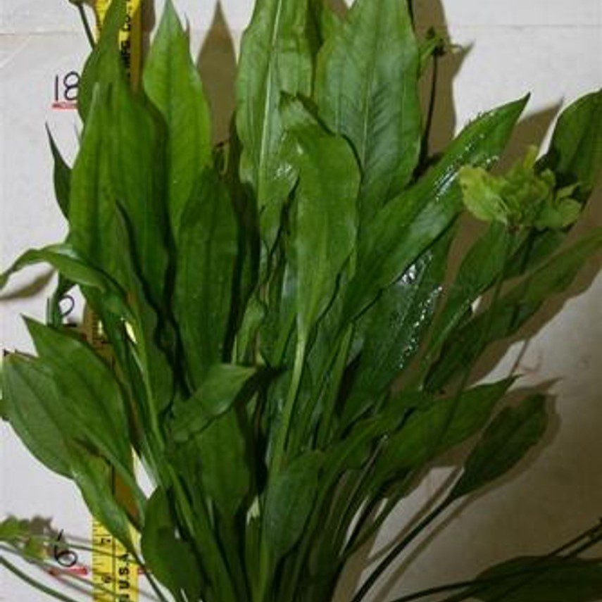 Echinodorus Grisebachii (Amazon Sword) - The Aquascape Shop