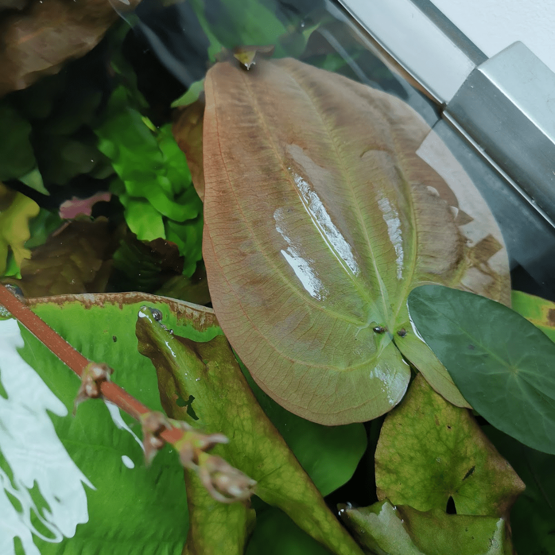 Echinodorus Horizontalis - The Aquascape Shop