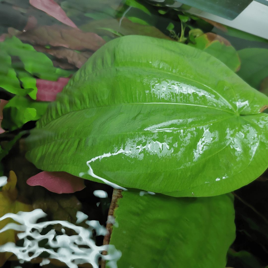 Echinodorus Horizontalis - The Aquascape Shop