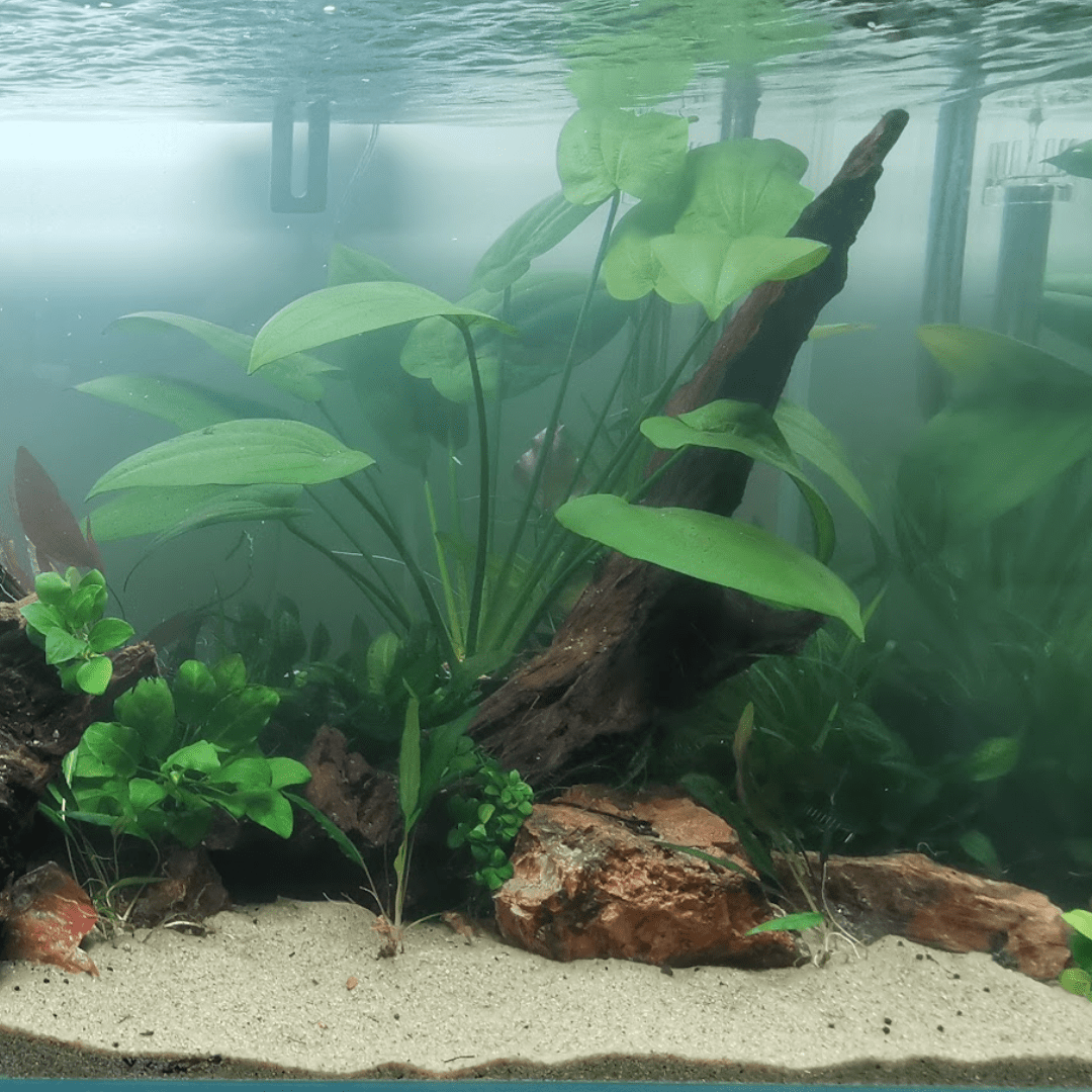 Echinodorus Horizontalis - The Aquascape Shop
