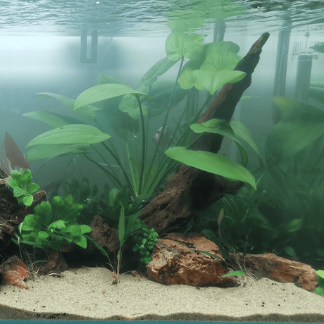 Echinodorus Horizontalis - The Aquascape Shop