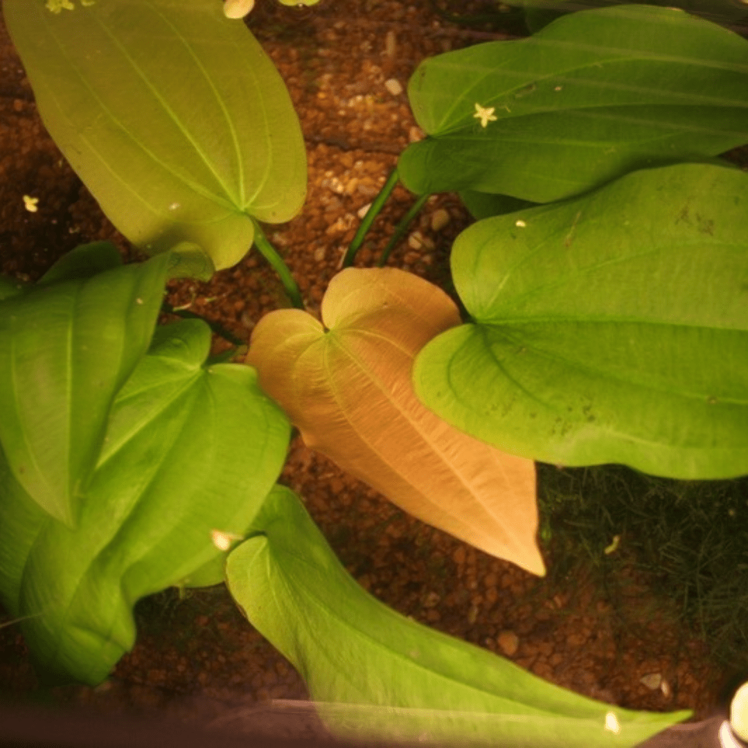 Echinodorus Horizontalis - The Aquascape Shop