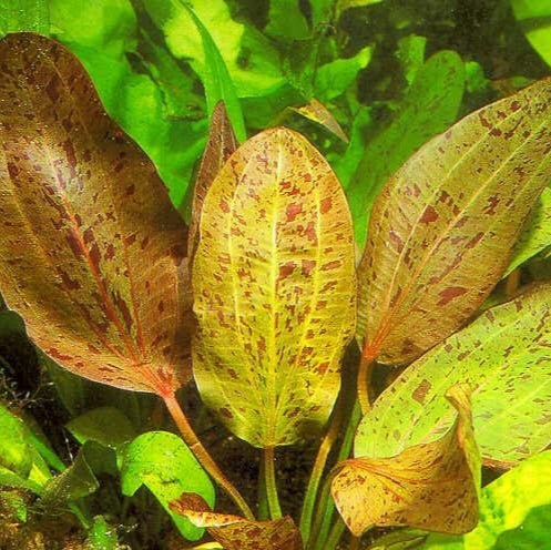 Echinodorus 'Ozelot' (Rare) - The Aquascape Shop