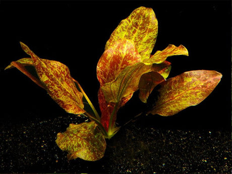 Echinodorus 'Ozelot' (Rare) - The Aquascape Shop