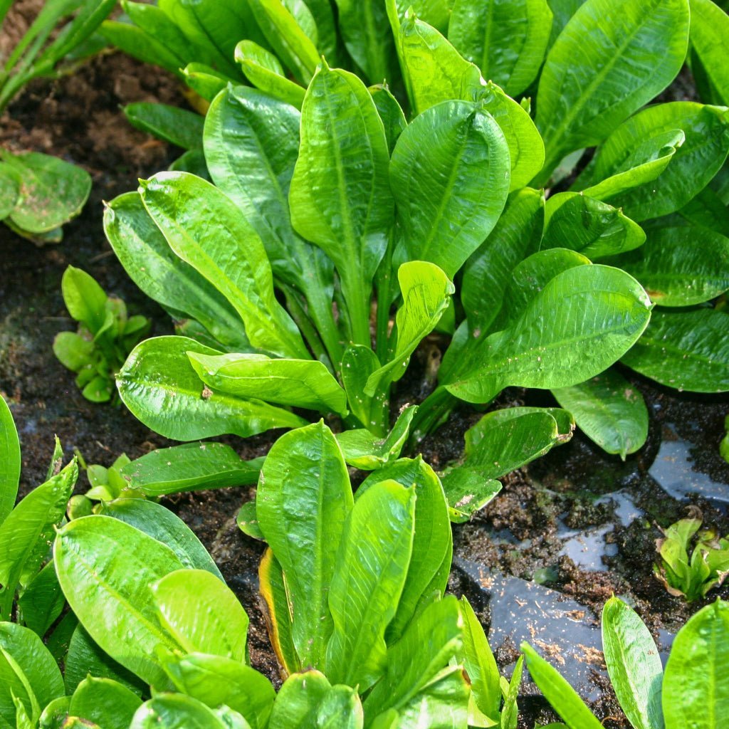 Echinodorus Parviflorus 'Dwarf Amazon Sword' - The Aquascape Shop
