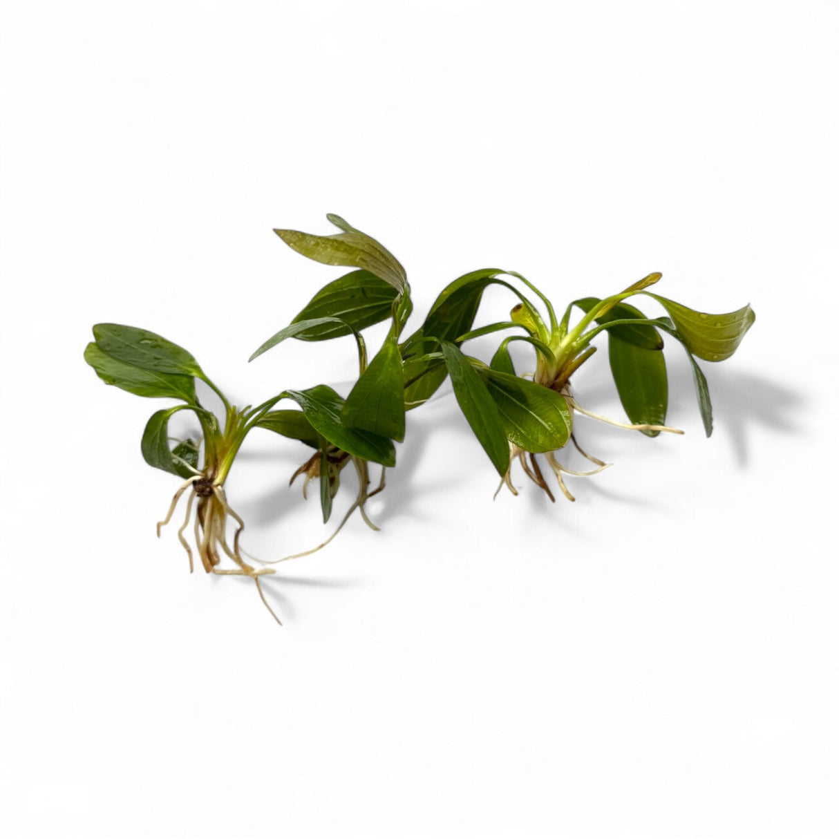 Echinodorus 'Rose' - The Aquascape Shop